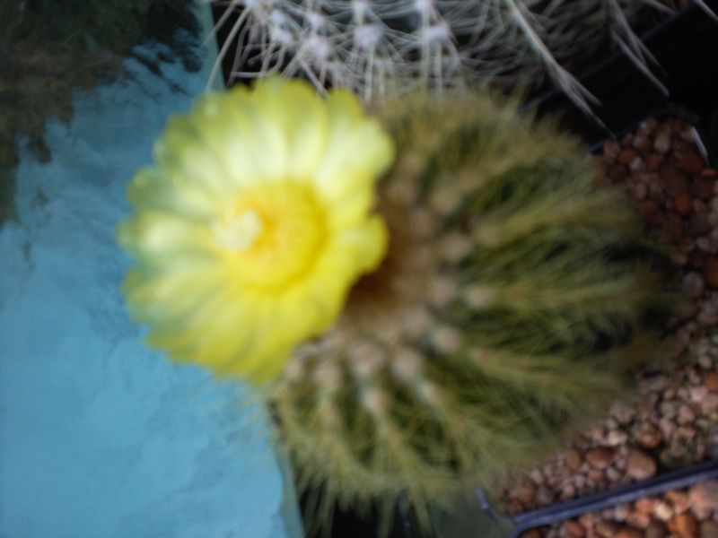 Eriocactus warasii